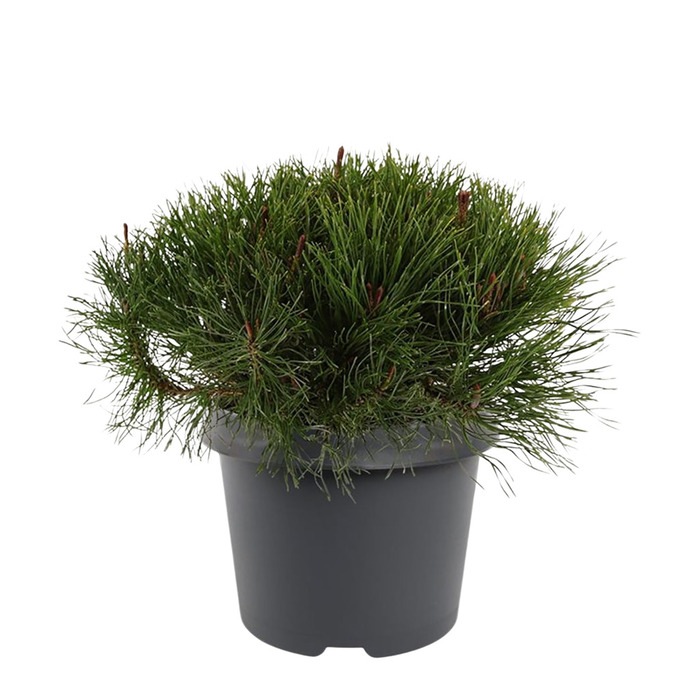 Bjergfyr 'Pinus muga mughus' 19 cm